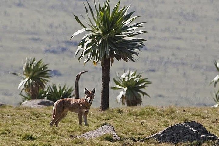 The Timeless Beauty of the Simien Mountains