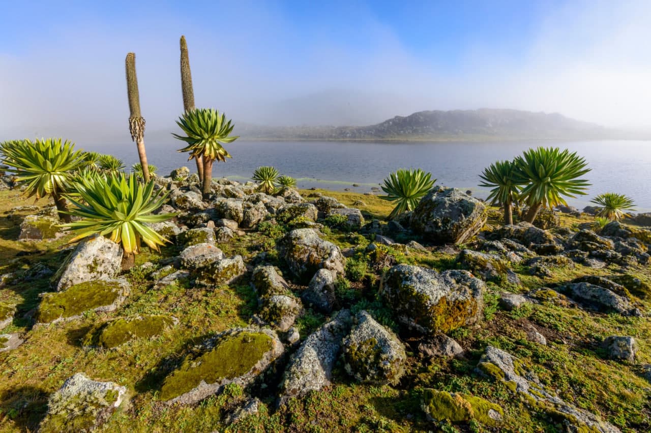 Bale Mountains National Park: Ethiopia’s Hidden Gem